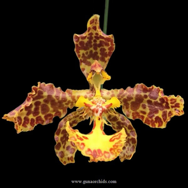 Rare and Exotic Orchids for Sale in India Buy Special Orchids Online