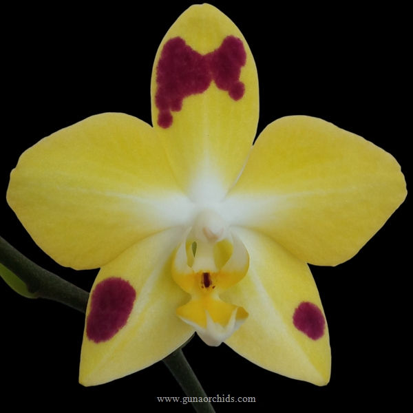 buy phalaenopsis charming melody pokemon orchid online