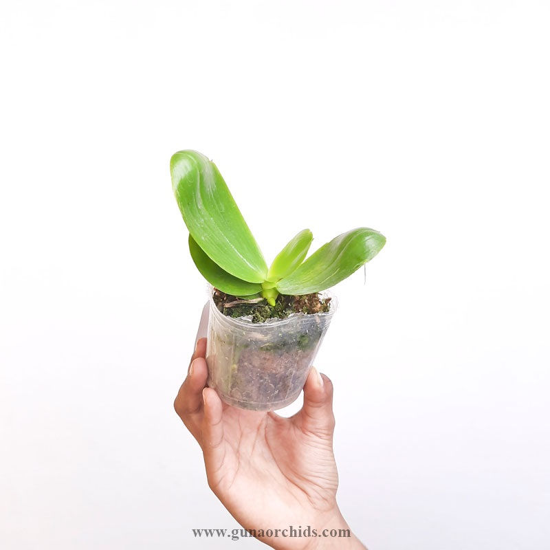 Thumbnail: buy phalaenopsis gelblieber x manni orchid plant online