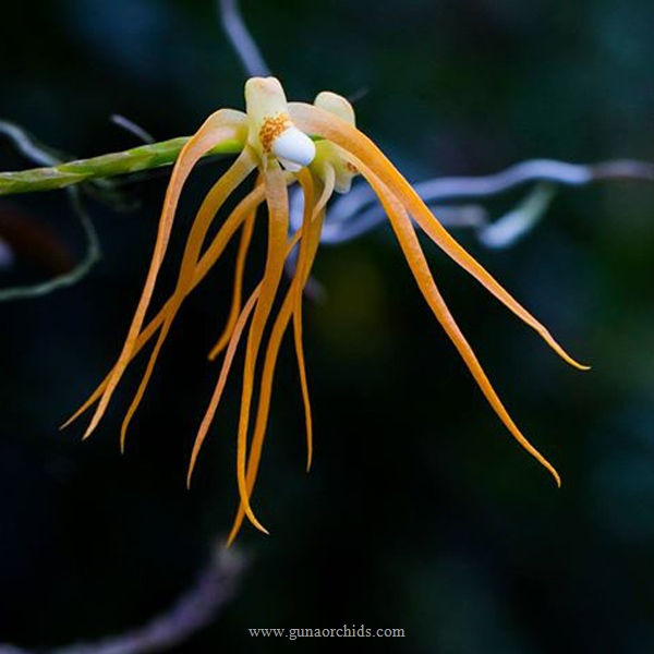 Thumbnail: buy thrixspermum centipeda orchid online