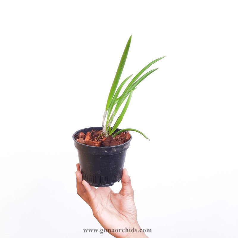 buy rhynchovola david sander orchid plant online