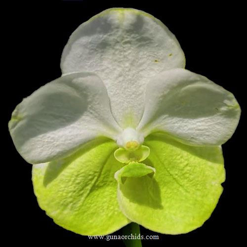 buy vanda hongsilp orchid online