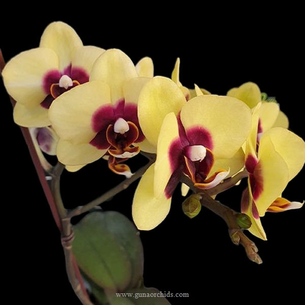 Thumbnail: buy phalaenopsis surprising peacock orchid online