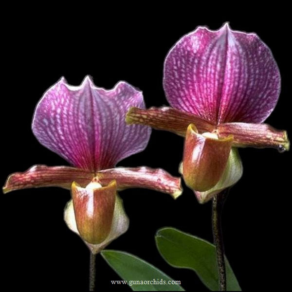 Thumbnail: buy paphiopedilum charlesworthii orchid online