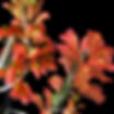 buy dendrobium faciferum orchid online