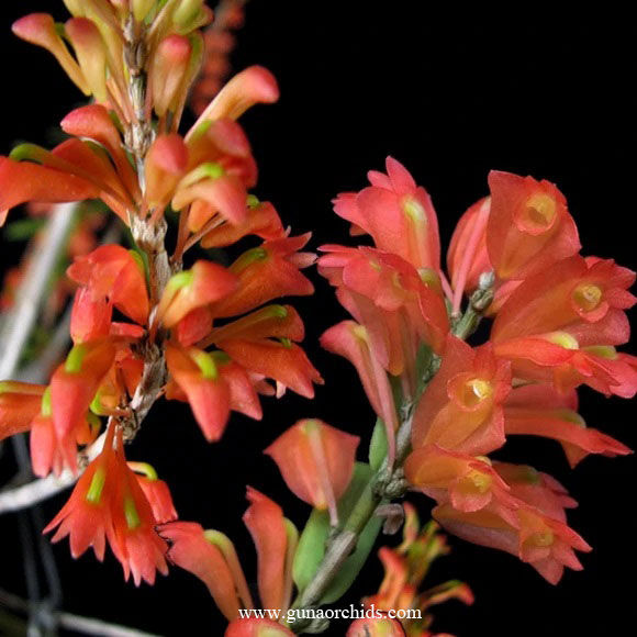 buy dendrobium faciferum orchid online