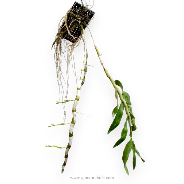 Thumbnail: Mounted Dendrobium Species BS 5 Pack Combo