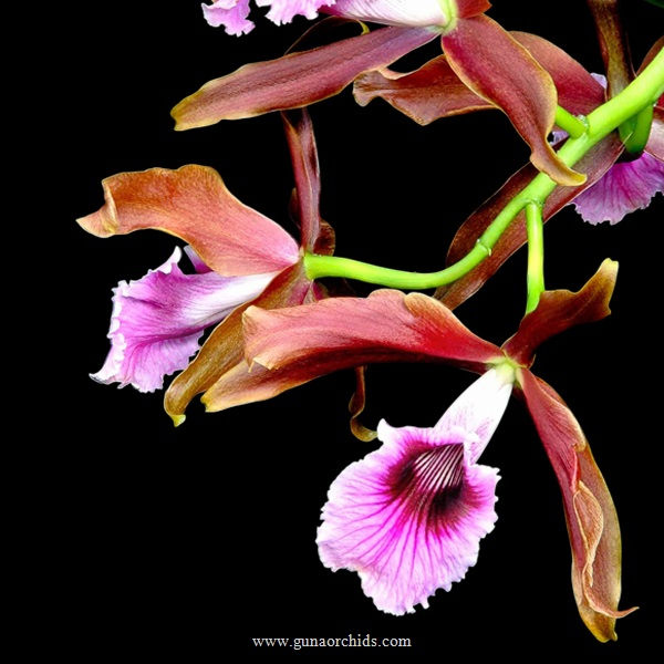 Thumbnail: Cattleya Tenebrosa 'YD Black Eye' BS