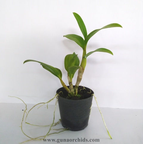 Thumbnail: Dendrobium Thongchai Gold x Sampran Brown MS