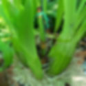 grammatophyllum care light requirement
