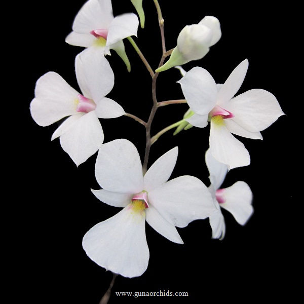 buy dendrobium fytchianum orchid online