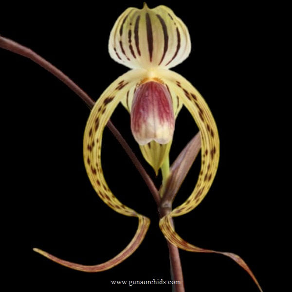 Thumbnail: buy paphiopedilum memoria joan levy orchid online