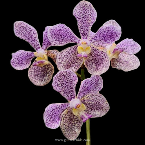 Buy Vanda TessellataKulwadee Fragrance Orchid Online Orchid Plants
