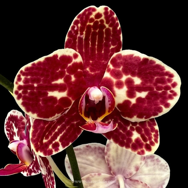 Thumbnail: buy phalaenopsis I-Hsin adzuki bean orchid online