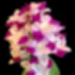 buy cattleya monte elegante orchid online