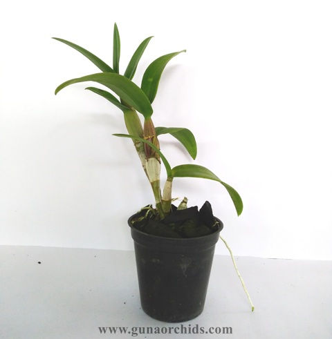 Thumbnail: Dendrobium Blue Charm MS