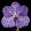 Thumbnail: buy vanda coerulea orchid online