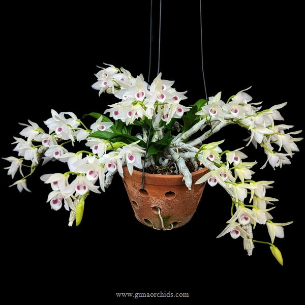 Thumbnail: buy dendrobium parishi var semi alba orchid online