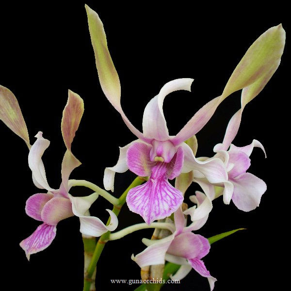 Thumbnail: buy dendrobium rabbit pink orchid online