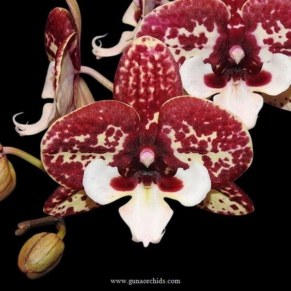 Thumbnail: buy phalaenopsis jc maidanglu orchid online