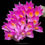 Thumbnail: buy dendrobium secundum orchid online