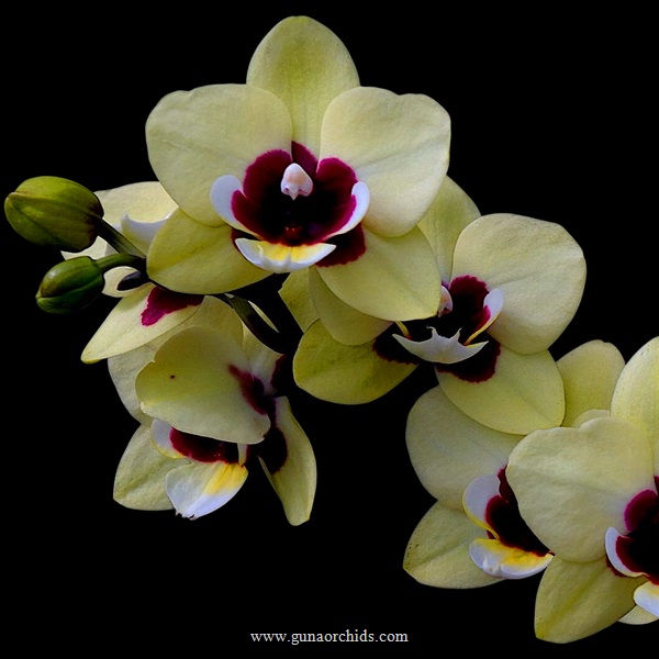 Thumbnail: buy phalaenopsis charming deep secret orchid online