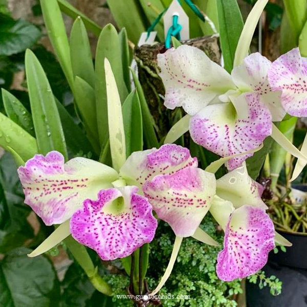 Thumbnail: buy brassocattleya air mososa 'mickey mouse' orchid online