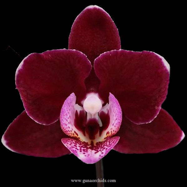 Phalaenopsis Orchids for Sale Order Online for Delivery Guna