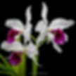 buy laelia purpurata orchid online
