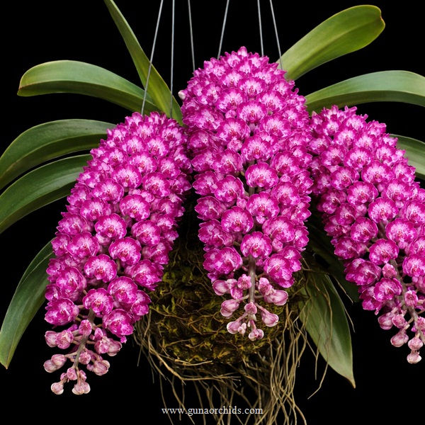 Thumbnail: Rhynchostylis Gigantea 'Blue Kaidao' BS