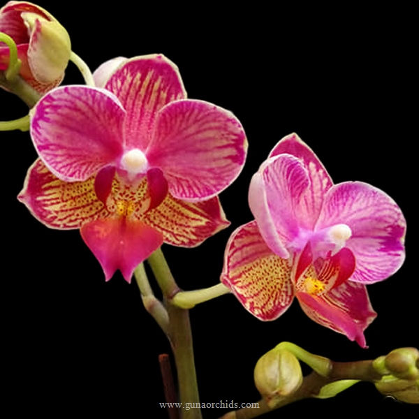 buy phalaenopsis miki wagashi 'splash' orchid online