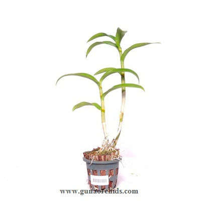 Thumbnail: Dendrobium Sirin Peach BS