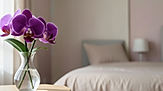 Order orchids online in Akola from Guna Orchids — a trusted nursery shipping pan-India. Whether you are a first-time grower or a collector in Akola, you will find Phalaenopsis, Dendrobium and Cattleya orchids suited to Akola's warm coastal humidity and dry interiors. Every order ships with care notes for good airflow and regular misting during dry spells.