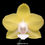 Thumbnail: Phalaenopsis Lemon Yellow - FF | BS