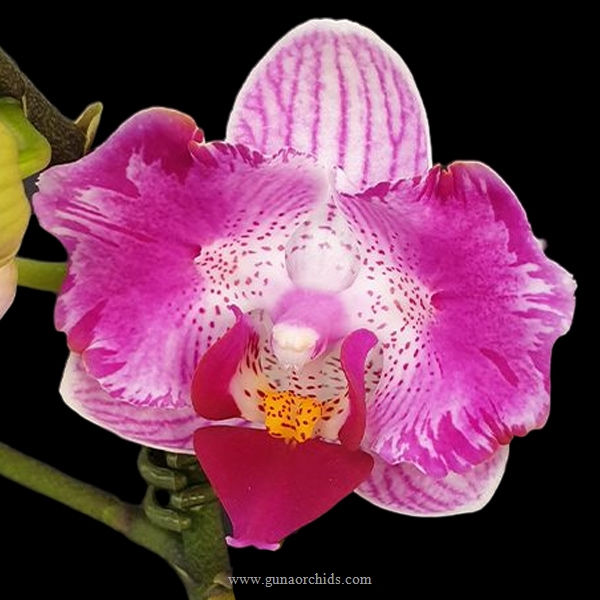 buy phalaenopsis pink sunset girl orchid online