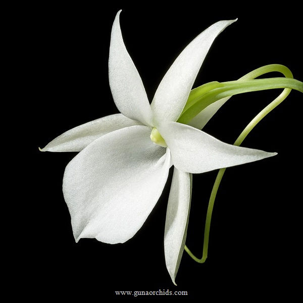 buy angraecum leonis orchid online