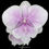 Thumbnail: buy phalaenopsis tying shin kose orchid online