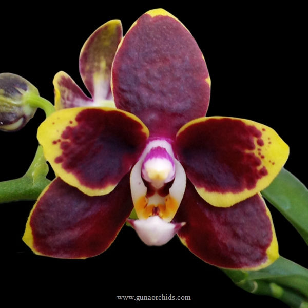 buy phalaenopsis nobby's gift orchid online
