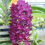 Thumbnail: buy rhynchostylis gigantea blue orchid online