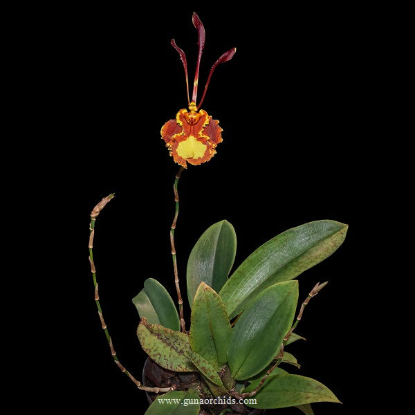 Thumbnail: buy psychopsis mariposa orchid online