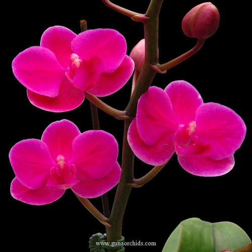 Buy Phalaenopsis Queen Beer Orchid Online | Guna Orchids