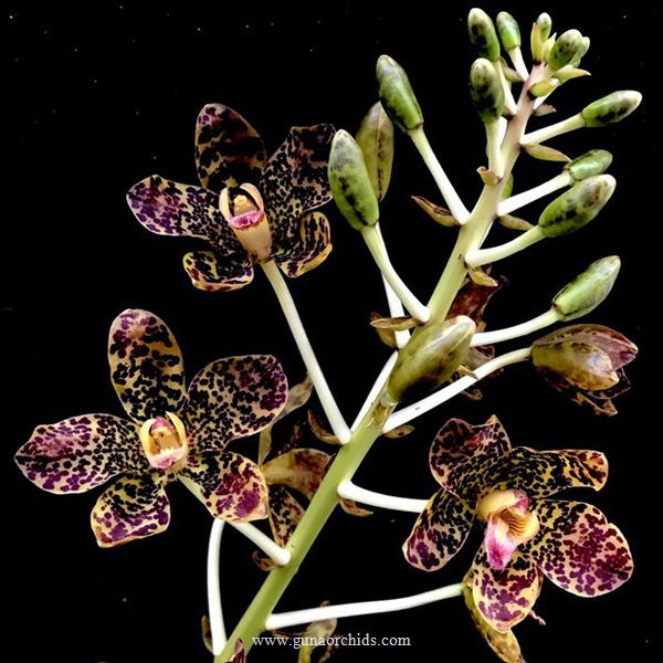 Rare and Exotic Orchids for Sale in India Buy Special Orchids Online