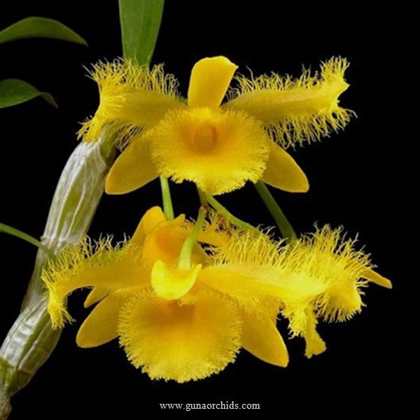 buy dendrobium harveyanum orchid online