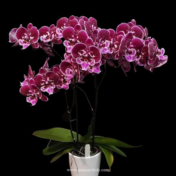 Thumbnail: buy phalaenopsis ox purple fairy orchid online