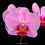 Thumbnail: buy phalaenopsis sogo vivien orchid online