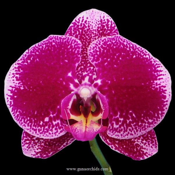 buy doritaenopsis fuller's princess fuchsia orchid online