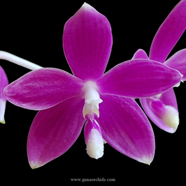 Thumbnail: buy phalaenopsis speciosa 'miki purple' orchid online