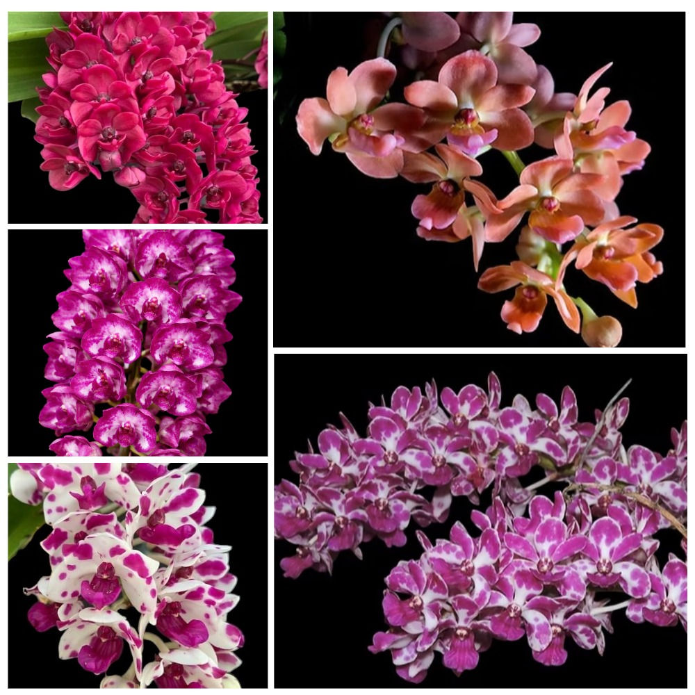 Rhynchostylis Gigantea BS 5 Pack Combo
