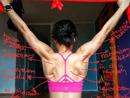 Mięśnie barku grupa tylna Anatomia palpacyjna 