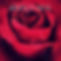 Snapseed_edited rose.jpg